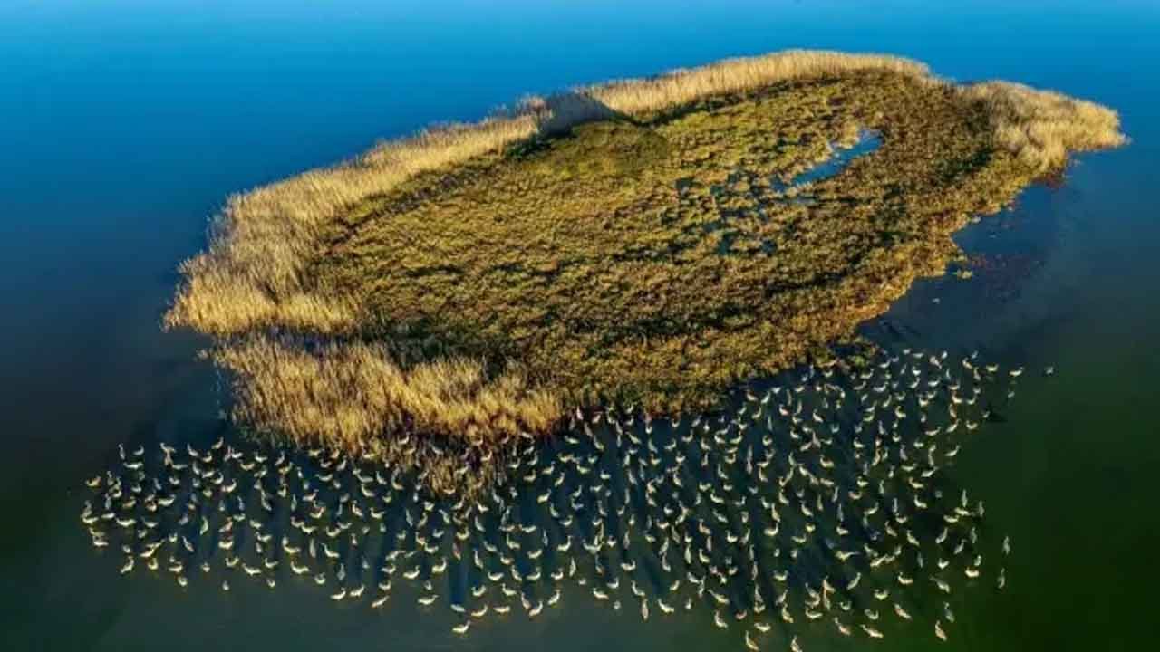 Türkiye’nin Adana Lagünlerinde Flamingolar Göç Etmeyi Bıraktı — Doğada Yeni Bir Dönem (1)
