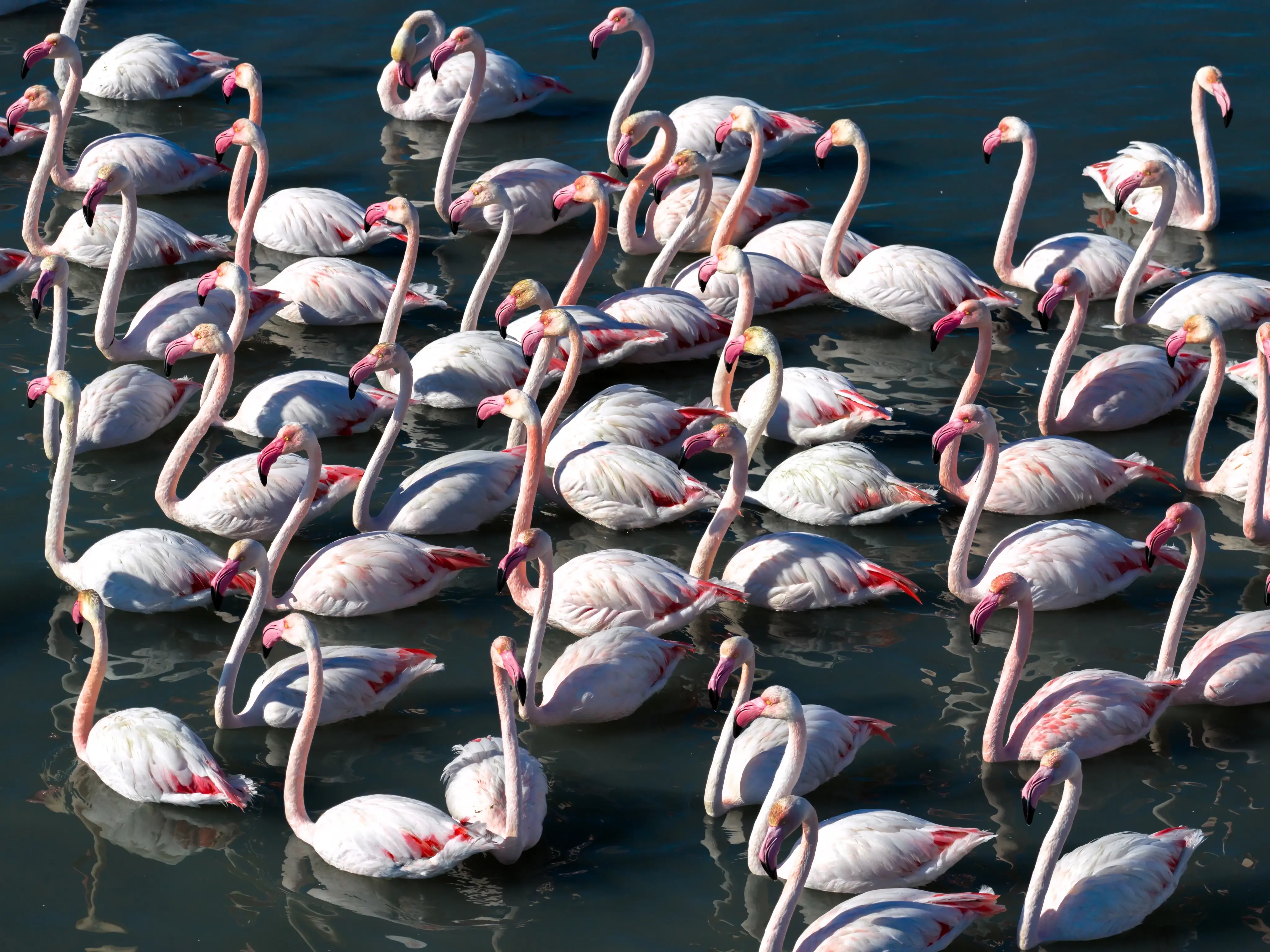 Türkiye’nin Adana Lagünlerinde Flamingolar Göç Etmeyi Bıraktı — Doğada Yeni Bir Dönem (1)
