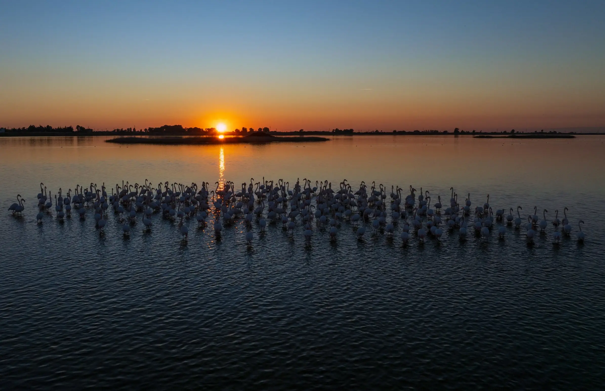 Türkiye’nin Adana Lagünlerinde Flamingolar Göç Etmeyi Bıraktı — Doğada Yeni Bir Dönem (2)