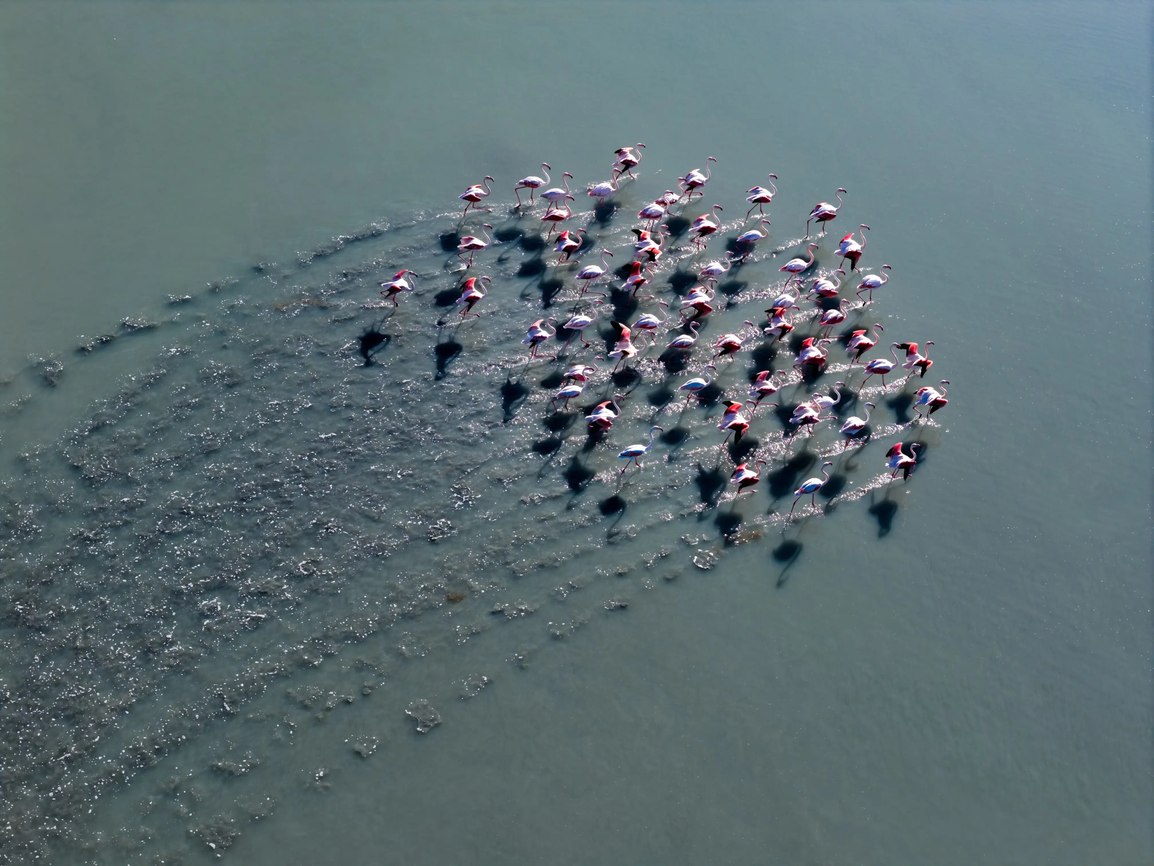 Türkiye’nin Adana Lagünlerinde Flamingolar Göç Etmeyi Bıraktı — Doğada Yeni Bir Dönem (3)
